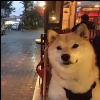 夜语幽影